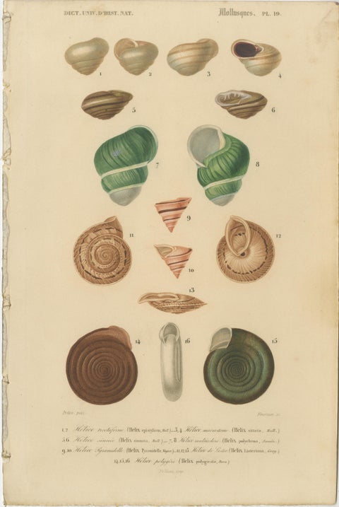 Maritime Spiral Elegance: A Mollusk Anthology, 1849, view 3