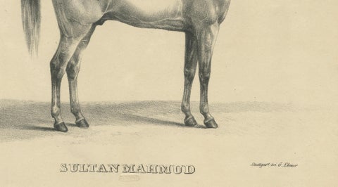 Antique Arabian Horse Lithograph Sultan Mahmoud, Stuttgart 1846, close-up 4
