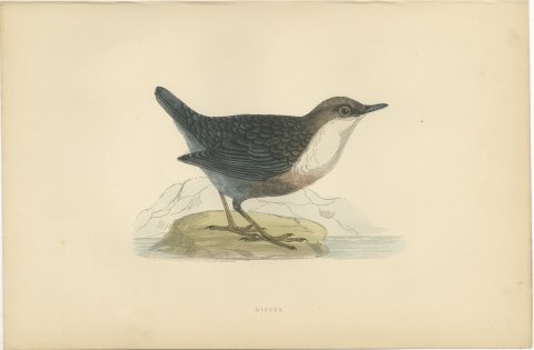 Dipper on a Rock at the Water's Edge, Antique Bird Print, Morris, 1896, view 2