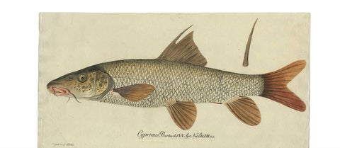 Antique Fish Print 'Cyprinus Barbus' or Common Barbel, 1785, view 3