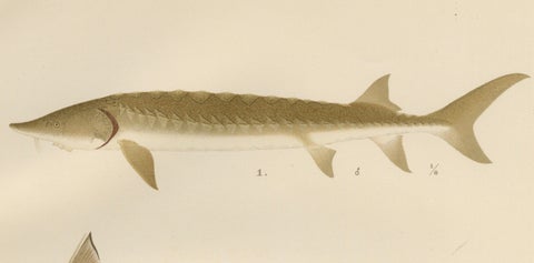 Scandinavian Sturgeon and Chimaera Lithograph from Pisces Scandinaviae Series, close-up 7