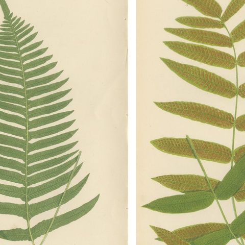 Antique Botanical Fern Prints, Polypodium Studies Decorative Set Lowe 1856, close-up 1
