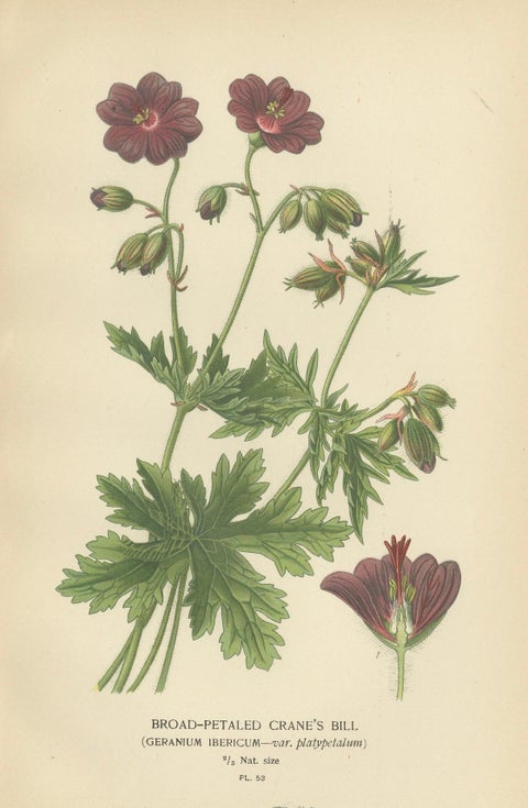 Victorian Botanical Splendor: A Collection from Step's Horticultural Compendium, close-up 1