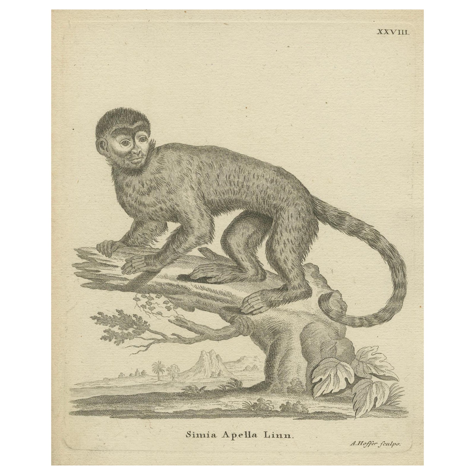 Antique Engraving of a Capuchin Monkey (Simia apella Linn.), A. Hoffer, ca.1800