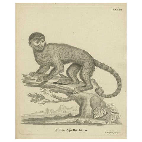 Antique Engraving of a Capuchin Monkey (Simia apella Linn.), A. Hoffer, ca.1800