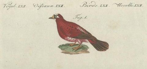 Antique Bird Print of Various Foreign Pigeons Including the Crimson Pigeon, 1800, close-up 3