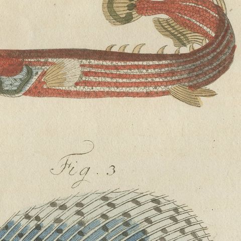 Sailfish, Cornetfish and Trumpetfish, Antique Bertuch Print, circa 1805, close-up 3