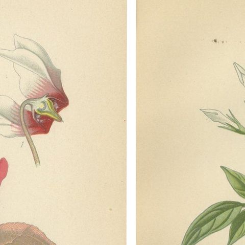 1897 Original Antique Botanical Prints, Persian Cyclamen and Jasmine, close-up 1