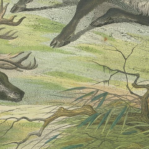 Antique Deer Print with Elk, Reindeer and Red Deer Stag, Kolb, circa 1890, close-up 4