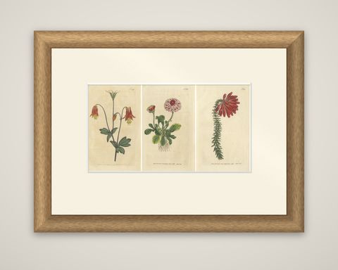 Set of 3 Antique Botany Prints, Flowered Heath, Daisy, Canadian Columbine, shown framed
