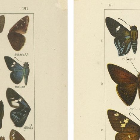 Set of 2 Antique Prints of Butterflies of Africa and America, Published in 1910, close-up 6