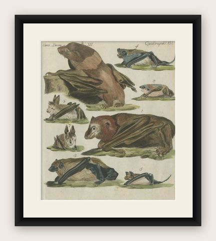 Hand Colored Antique Print of Flying Foxes and Bats, circa 1820, shown framed