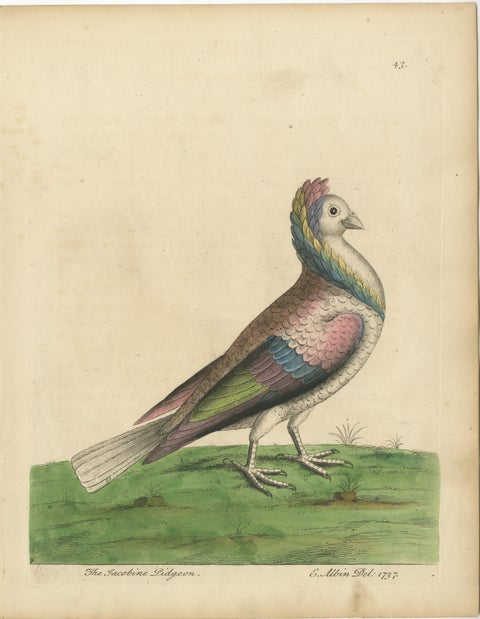 Antique Bird Print of a Jacobin Pigeon, Hand-Colored in 1740, view 2