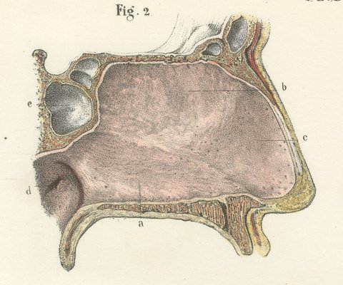 The Lining Membrane of the Nose, Antique Hirschfeld Anatomy Print, 1866, view 3