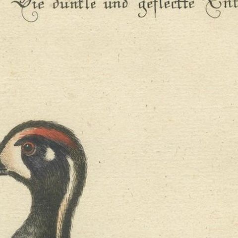 Hand-Colored Engraving of the Dark and Spotted Duck by Seligmann, ca.1770, close-up 4