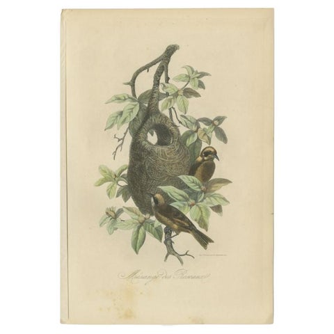 Antique Print of Tit Species with Nest, 1854, view 2