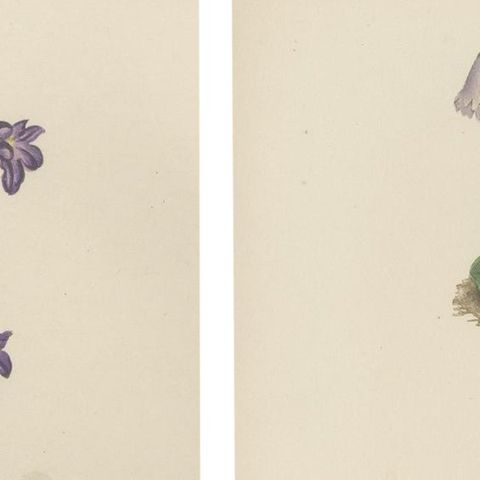 Alpine Botanical Lithograph Pair of Iris and Pyrenean Dead-nettle, 1874, close-up 3