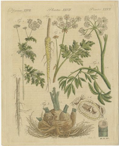 Chervil, Parsley and Celeriac Kitchen Herbs, Antique Bertuch Print, circa 1802