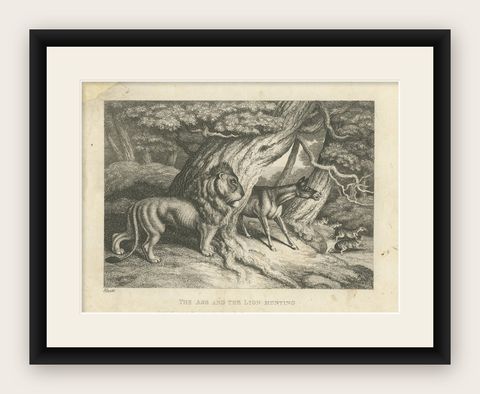 Original Antique Print of a Lion and Donkey hunting, shown framed