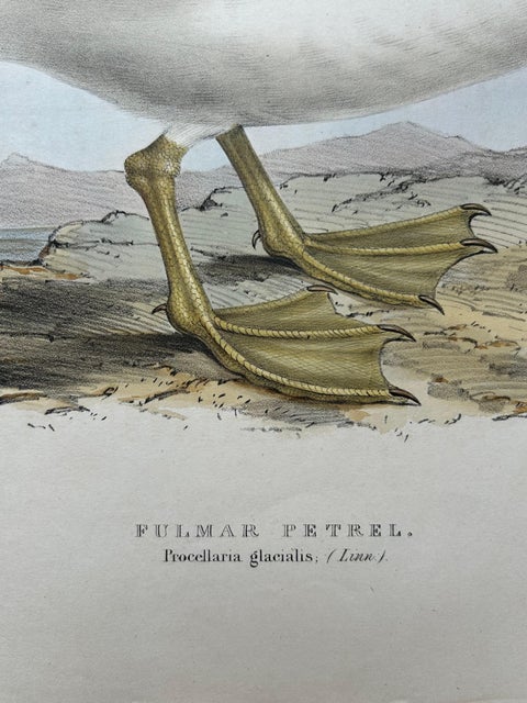 Fulmar Petrel, Antique Seabird Lithograph by John Gould, c.1832, view 6