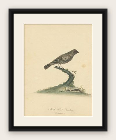 Old Original Engraving of the Female The Black-faced Bunting, 1794, shown framed