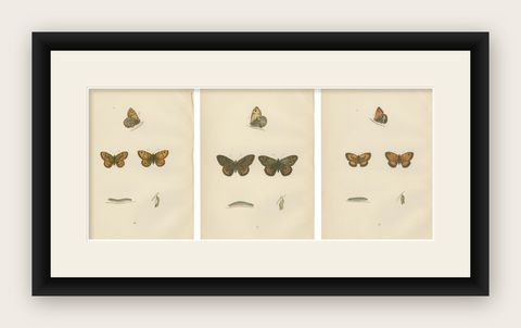 Metamorphosis Montage: The Lepidopteran Lifecycle, 1890, shown framed