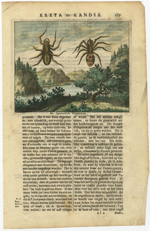 Antique Hand-Coloured Engraving of Tarantula Spiders from Crete, 1688, view 2