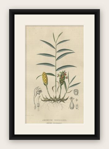 Exotic Botanicals Unveiled: The Ginger Plant in Art and Science, 1845, shown framed