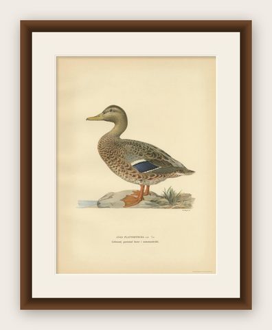 Antique Bird Print of a Female Domestic Duck by Von Wright, '1929', shown framed