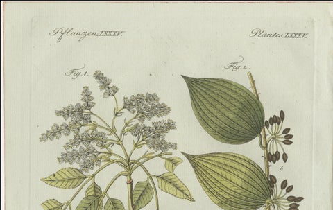 Original Antique Botanical Print of Licorice and Carob by Bertuch, 1805, close-up 6
