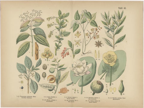 Antique Botanical Prints Set, German Wildflower Atlas Plates, Stuttgart 1885, view 3