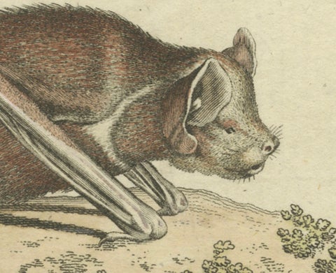 An Engraved Glimpse into the Nocturnal Ballet of Bats, circa 1774, close-up 1
