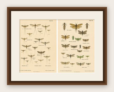 Set of Two Entomological Lithographs from Die Geradflügler, Germany, 1908, shown framed