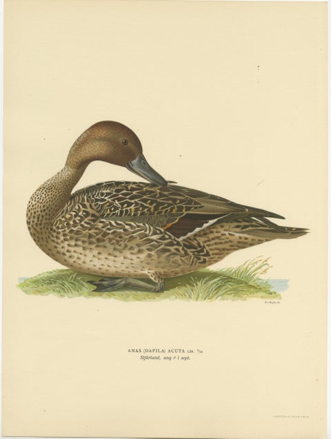 Elegance at the Water's Edge: Male Northern Pintail by Magnus von Wright, 1929, view 2
