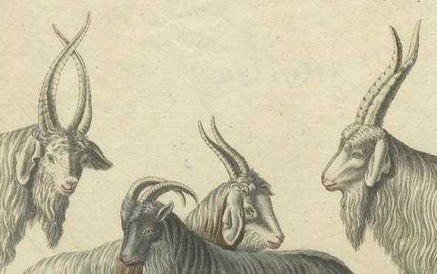 Handcolored Copperplate Engraving of Cashmere Goats and Sheep, Bertuch 1823, close-up 3
