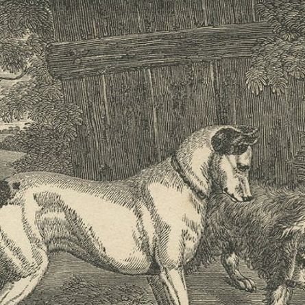 Antique Print of Terriers and Merino Sheep, 1835, close-up 3
