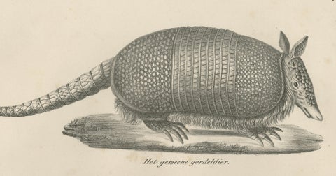 Antique Armadillo, Pangolin & Anteater Lithographs, Brodtmann c.1830, close-up 1