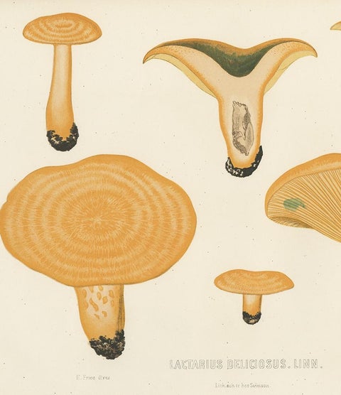 Antique Mycology Print of Lactarius Deliciosus by E.M. Fries, circa 1860, view 3
