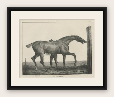 Muly Moloch, Antique Sporting Horse Lithograph, Hullmandel c.1840, shown framed
