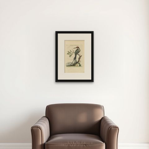 The Surinamese Kingfisher Bird with the Swallow Tail - Engraved in 1749, shown framed on a wall