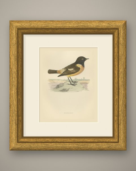 Stonechat on a Low Mound with Distant Trees, Antique Bird Print, Morris, 1896, shown framed