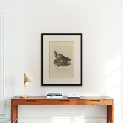 Rock Dove or Common Pigeon, Hand-Coloured Engraving with Dutch Text, 1770–1829, shown framed on a wall
