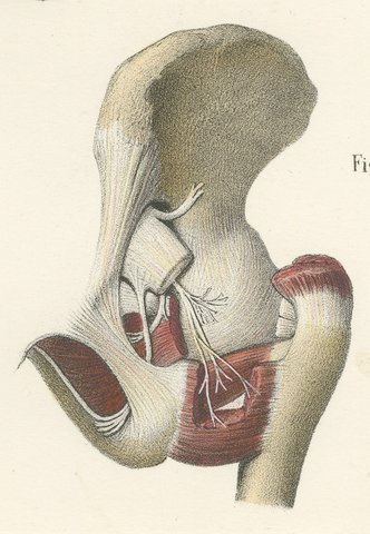 Nerves of the Joints, Antique Hirschfeld Anatomy Print, 1866, view 6