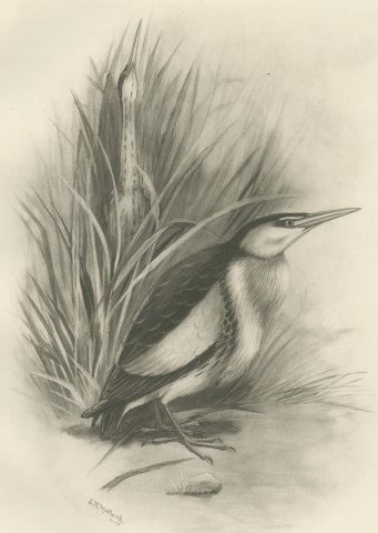 Pair of Little Bitterns in a Reed Bed, Plate CLIV after Lilian Medland, c. 1909, close-up 1