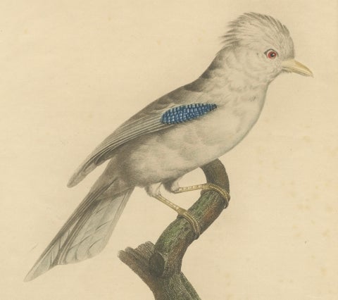 Le Geai varié (The Varied Jay): A 19th-Century Hand-Colored Bird Print, close-up 2