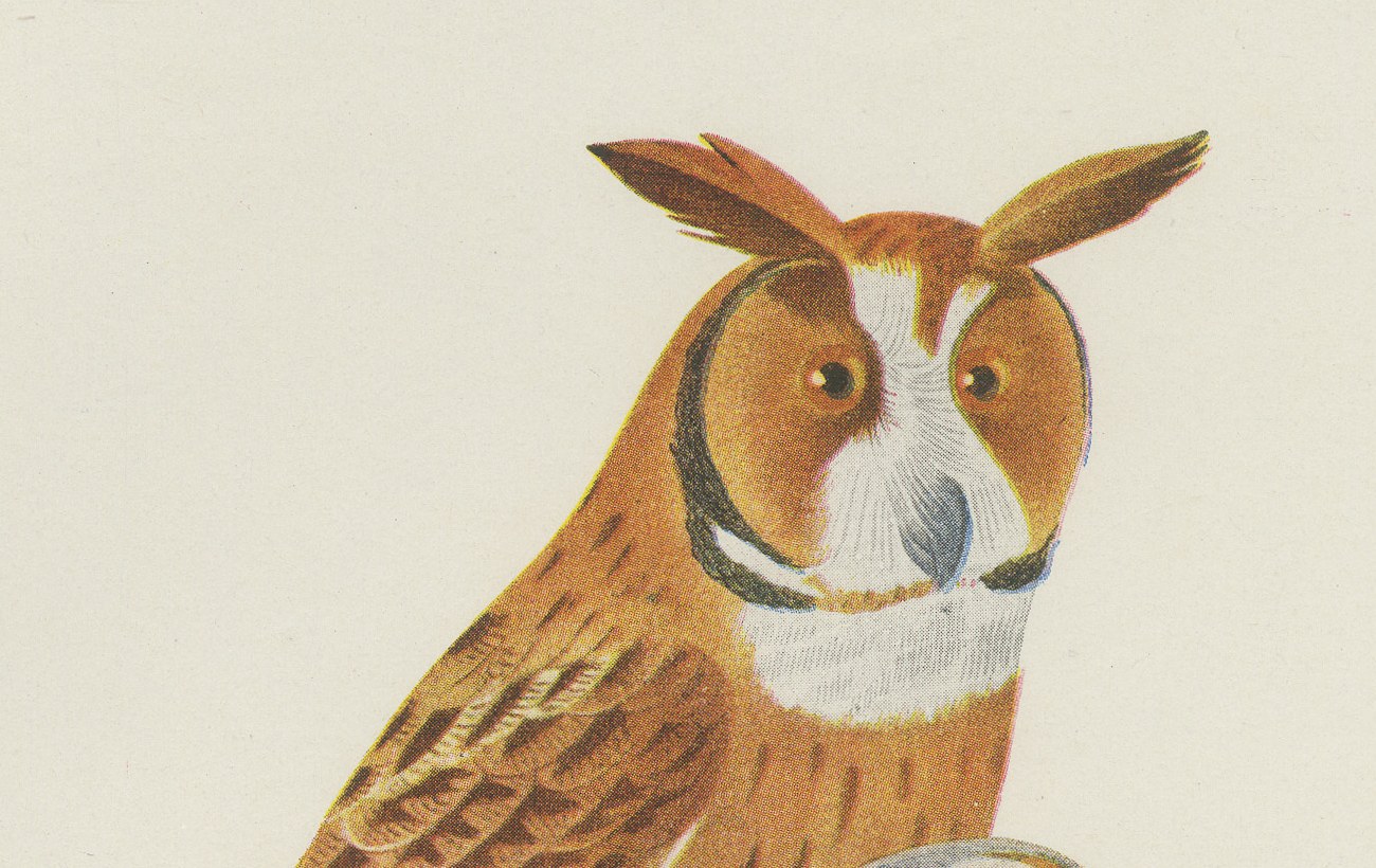Striped Owl, Barn Owl and Pygmy Owl, Brazilian Bird Print, Descourtilz, 1944, view 3