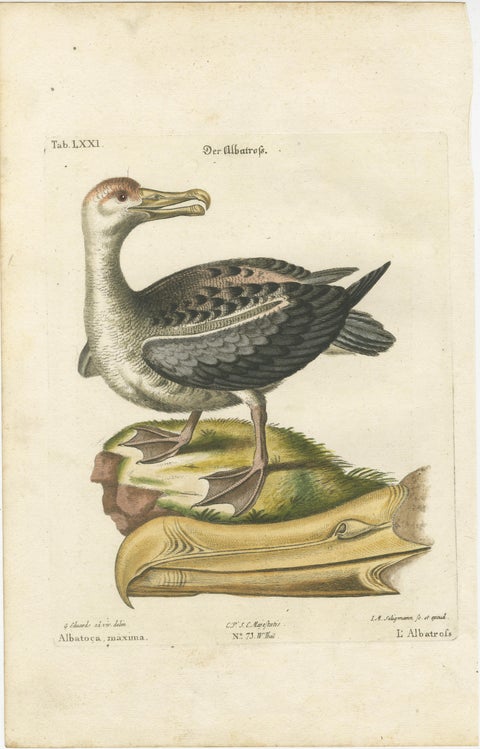 Der Albatros - Hand-Colored Engraving of the Albatross by Johann Seligmann, 1770, view 2