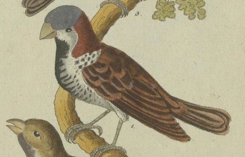 Feathers of Europe: A 18th Century Detailed Study of Finches & Bramblings, 1780, close-up 3