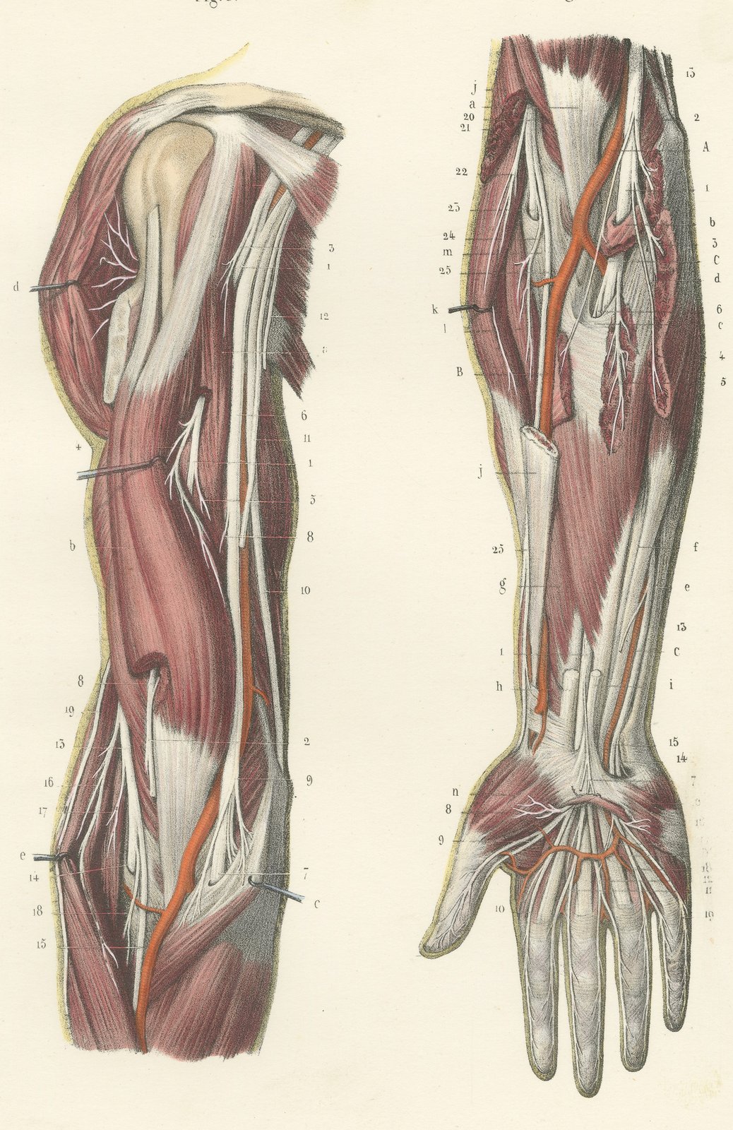 Deep Nerves of the Arm and Forearm, Antique Hirschfeld Anatomy Print, 1866