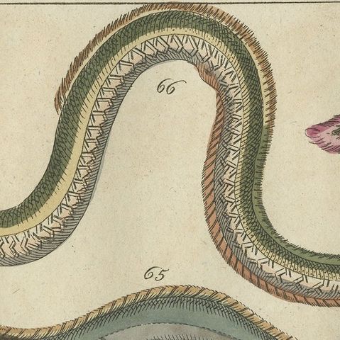 Set of 2 Antique Fish Prints - Conger Eel - Pacific Cutlassfish - Sand Eel, 1832, close-up 1
